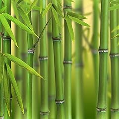 Phyllostachys bissettii green for sale  Delivered anywhere in UK
