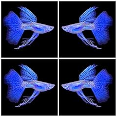 Tropical live fish for sale  Delivered anywhere in USA 