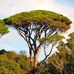 Tomorrowseeds stone pine for sale  Delivered anywhere in USA 