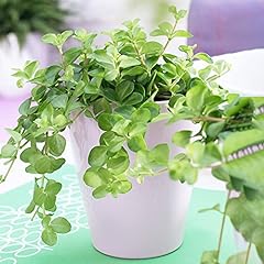 Peperomia rotundifolia trailin for sale  Delivered anywhere in UK