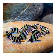Aq4aquaristik raubschnecke cle gebraucht kaufen  Wird an jeden Ort in Deutschland