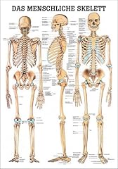 Ruediger anatomie ta03 gebraucht kaufen  Wird an jeden Ort in Deutschland