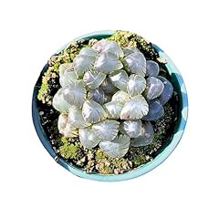 Rare haworthia cooperi for sale  Delivered anywhere in USA 