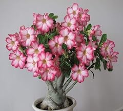 100 graines fleurs d'occasion  Livré partout en France
