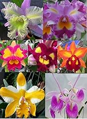 Sale large cattleya for sale  Delivered anywhere in USA 