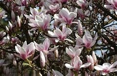 Magnolia soulangeana plant for sale  Delivered anywhere in UK