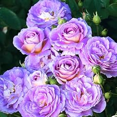 Rose plant live for sale  Delivered anywhere in USA 