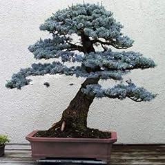 Blue spruce bonsai for sale  Delivered anywhere in USA 