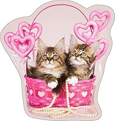 Angora turc chatons d'occasion  Livré partout en France