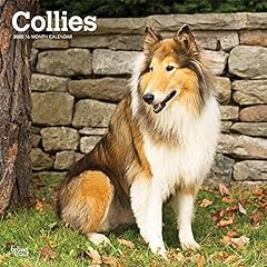 Collies 2022 12 x 12 Inch Monthly Square Wall Calendar for sale  Delivered anywhere in Canada