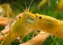 Yellow golden back for sale  Delivered anywhere in USA 