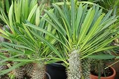 Pachypodium lamerei pianta usato  Spedito ovunque in Italia 