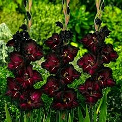 Gladiolen schwarz zwiebeln gebraucht kaufen  Wird an jeden Ort in Deutschland