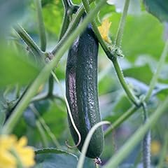 Burpless tasty green for sale  Delivered anywhere in UK