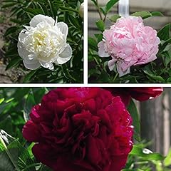 Peony plants double for sale  Delivered anywhere in UK