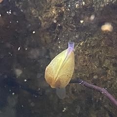 Pea mussel live for sale  Delivered anywhere in UK