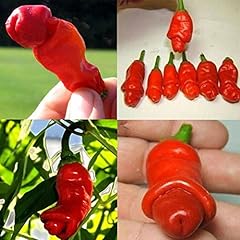 Pepper chili seeds for sale  Delivered anywhere in UK