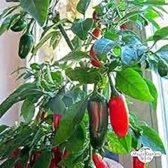 Chilli plants giant for sale  Delivered anywhere in UK