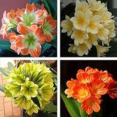 Mitraee lily clivia for sale  Delivered anywhere in USA 