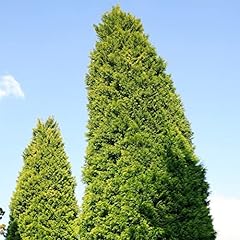 Leyland cypress castlewellan for sale  Delivered anywhere in UK