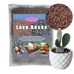 Lava rocks plants for sale  Delivered anywhere in USA 