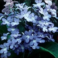 Streptocarpus falling stars for sale  Delivered anywhere in UK