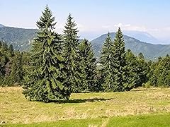 Norway spruce tree for sale  Delivered anywhere in USA 