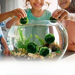Marimo alga viva usato  Spedito ovunque in Italia 