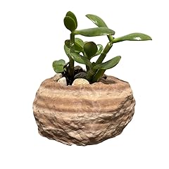 Rock shaped plant for sale  Delivered anywhere in USA 