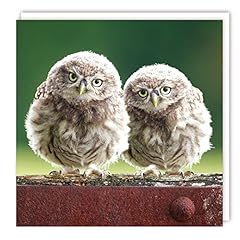 Tawny owl chicks for sale  Delivered anywhere in UK