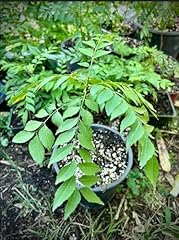 Generic curry leaf for sale  Delivered anywhere in USA 
