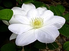 Clematis madame coultre gebraucht kaufen  Wird an jeden Ort in Deutschland