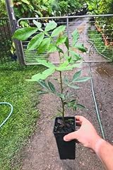 Ice cream bean for sale  Delivered anywhere in USA 