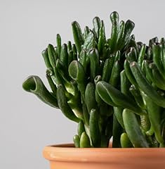 Crassula hobbit jade for sale  Delivered anywhere in UK