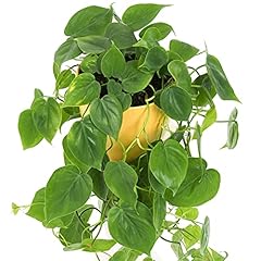 Philodendron scandens plante d'occasion  Livré partout en Belgiqu