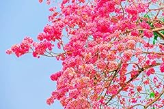 Pink trumpet tree for sale  Delivered anywhere in USA 