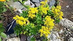 Cornwall plants sedum for sale  Delivered anywhere in UK