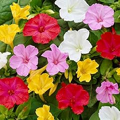 Semi fiori bella usato  Spedito ovunque in Italia 