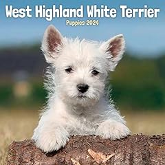 West highland white for sale  Delivered anywhere in UK
