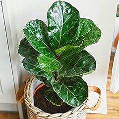 Ficus bambino fiddle for sale  Delivered anywhere in Ireland