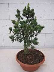 Pinus parviflora gyokkasen gebraucht kaufen  Wird an jeden Ort in Deutschland