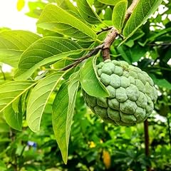 Chuxay garden cherimoya for sale  Delivered anywhere in USA 