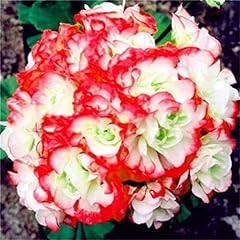 Chuxay garden red for sale  Delivered anywhere in USA 
