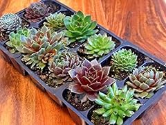 Mini succulents live for sale  Delivered anywhere in USA 