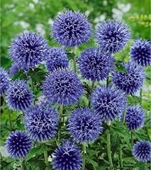 Echinops ritro globe for sale  Delivered anywhere in UK
