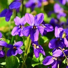 8000 viola seeds for sale  Delivered anywhere in USA 