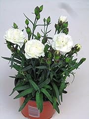 Dianthus caryophyllus weiß gebraucht kaufen  Wird an jeden Ort in Deutschland