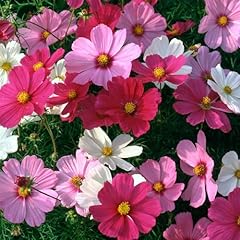 Perfect plants cosmos for sale  Delivered anywhere in UK