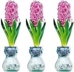 Grain hyacinth bulb for sale  Delivered anywhere in USA 