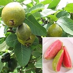 9eztropical guava ruby for sale  Delivered anywhere in USA 